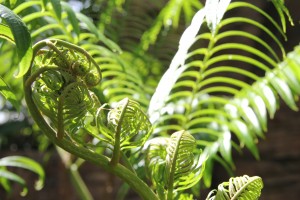 IMG_9986