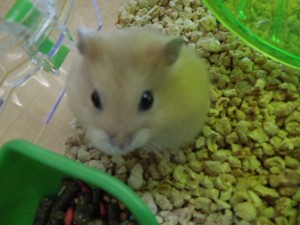 DSCN3523