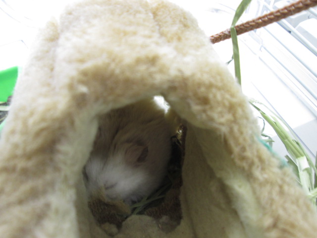 くるみちゃん写真 (3)