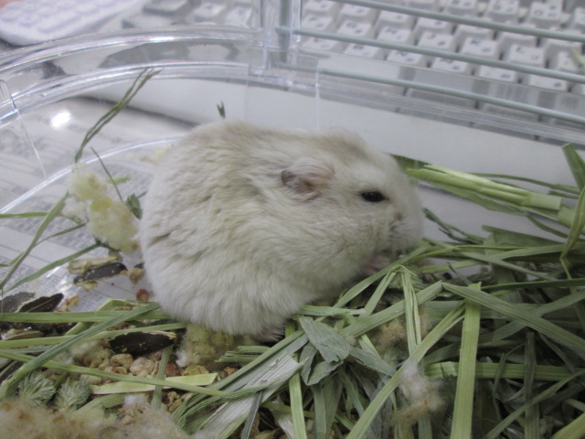くるみちゃん写真 (1)