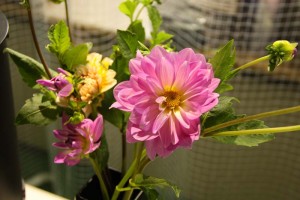 IMG_2938