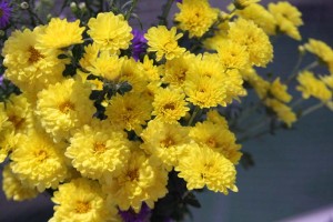 お花６