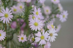 お花４