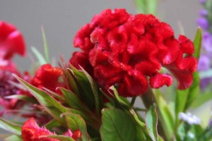 お花１