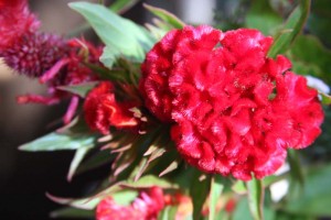お花２