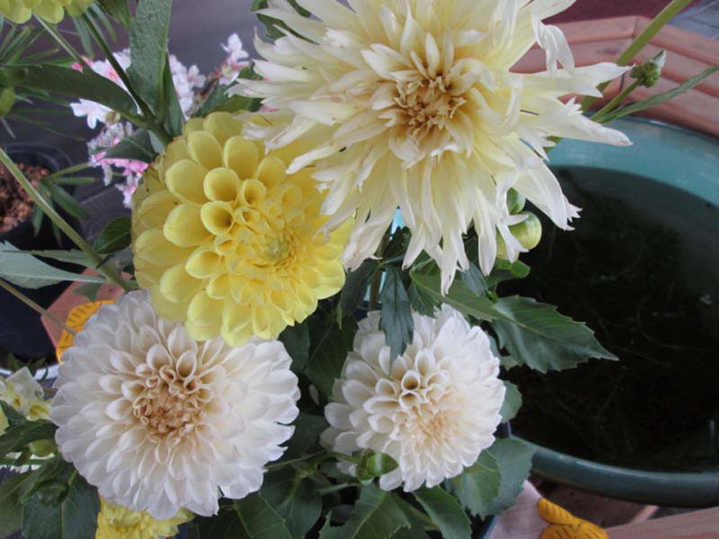 お花0802③mini